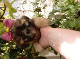 Shih tzu femea